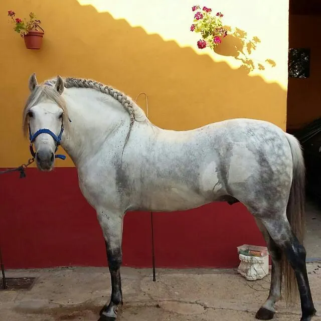 El Enganche Bed & Breakfast Cordoba